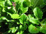 Bergenia Cordifolia